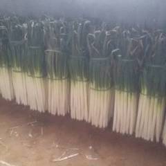 山东平度仁兆大葱质优价廉