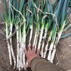 滕州市姜屯镇春季铁杆葱上市