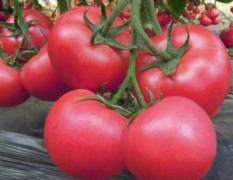青州粉艳734番茄种子 秋延拱棚和温室， 早熟
