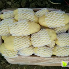 山东滕州三膜荷兰十五土豆大量供应中欢迎商超电商联系