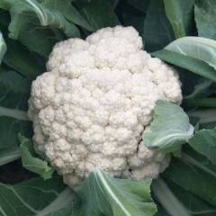 徐州市铜山区黄集镇大量机花上市