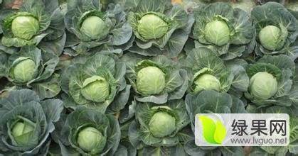 徐州市铜山区黄集镇大量优质甘蓝