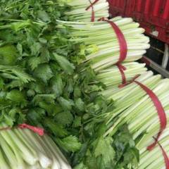 铜山区黄集镇大量优质有小西芹上市