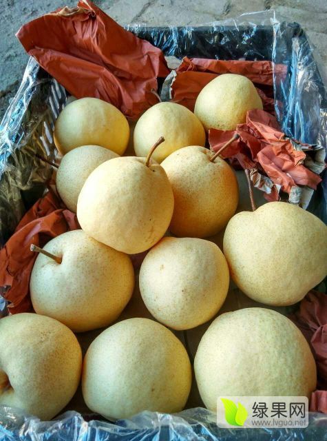 2018年陕西大荔酥梨价格