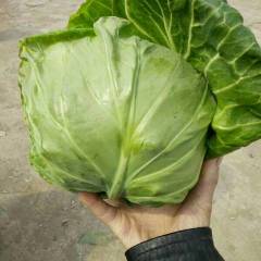 山东郯城绿甘蓝大量上市质量好