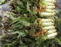 2018东台自家大棚种植莴苣，预计30000斤