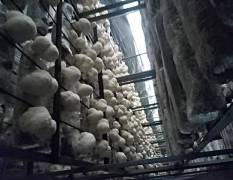 北京通州常年种植猴头菇，量大品质好