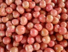 莘县春季硬粉西红柿现已大量上市