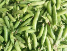 2018襄州碗豆已上市价是1.5-1.6元