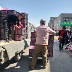 四季鲜苹果代办代销，客源稳定