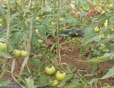 临漳西红柿种植面积六千余亩