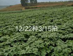 广西上林旱地种的土豆，刚刚上市