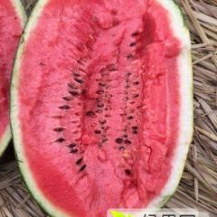 阳江忠诚农副产品合作社西瓜