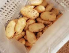 滕州大棚新土豆已陆续上市