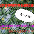 聊城莘县西瓜四月二十号开始上市