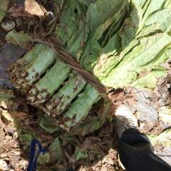 湖北钟祥十万亩绿色蔬菜种植基地
