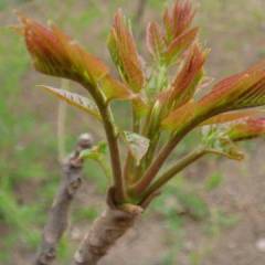 临朐 常年供应露天红香椿、大棚红香椿