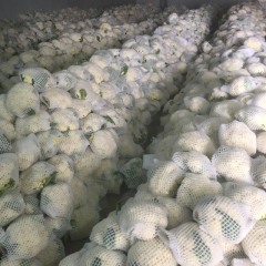 三原菜花单稞重2至3斤左右、青梗