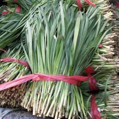 香河汉中韭王韭菜 代收个种蔬菜有意者联系