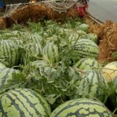 汴梁西瓜诚信专业产地代办