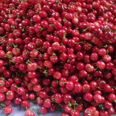 潍坊樱桃主产区红灯樱桃