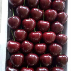 我处是潍坊最大的樱桃基地