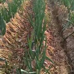 邯郸市永年区曲陌乡 长白大葱