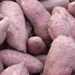 河北元氏大量销售红薯，烟薯14号