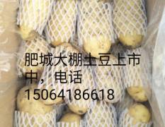 肥城本人常年代收白菜土豆