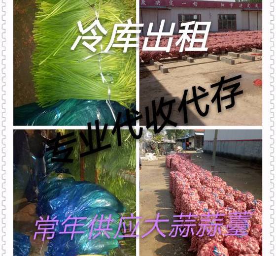 2018年山东金乡蒜薹价格