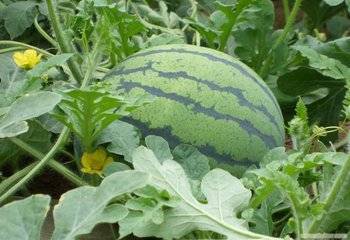 2018年河南夏邑8424西瓜价格