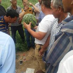 蒲城西瓜 甜王西瓜，果肉鲜嫩