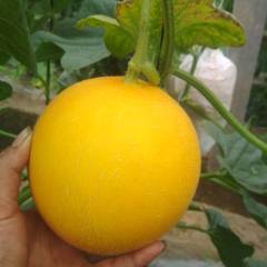 河北衡水甜瓜久红瑞，大量上市