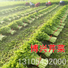桓台每年5月-11月，有大量芹菜上市诚信代办