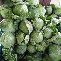 河南焦作博爱县甘蓝上市初期