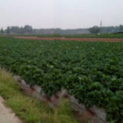 2018云梦土豆以种薯五号，新佳二号为主