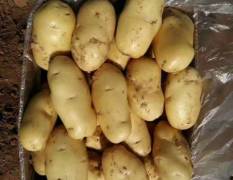 肥城地区春季新土豆大量供应中