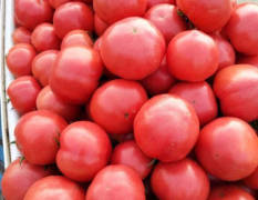 江苏灌云温棚～常年提供～扁豆 ～米兰518西红柿