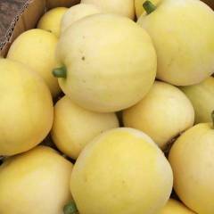 费县星甜二十甜瓜大量上市