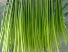 专业存储短中长期蒜苔，供应红帽蒜苔