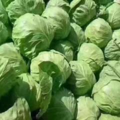 河南焦作春季8398甘蓝现已大量上市