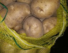 黑龙江双城尤金885土豆全部已装袋