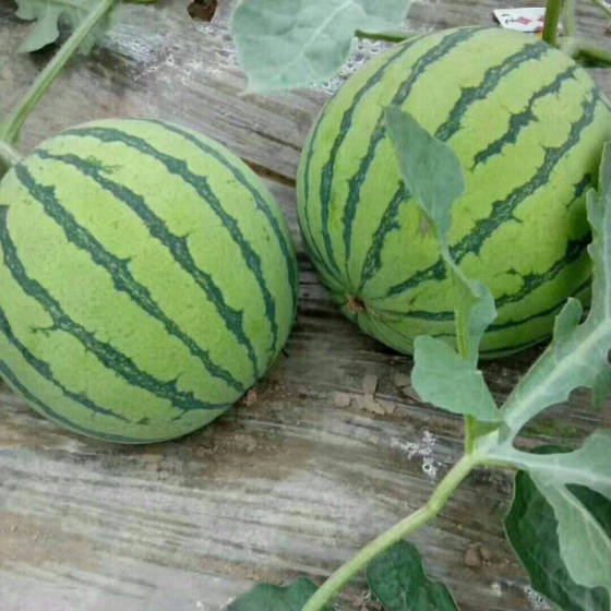 夏邑西瓜口感好皮薄,含糖量高