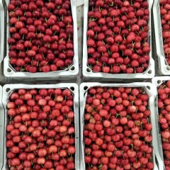 山东山亭老马代购 常年代收 樱桃