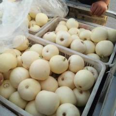 山东费县本地甜瓜果形好，口感佳