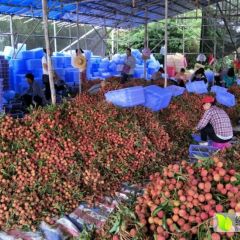 阳西荔枝荔枝种植面积约3O万亩