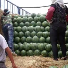 河南南乐甜王系列西瓜五一上市