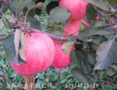 泰安开发区鸿景园艺场出售苹果苗