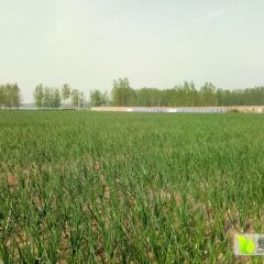 夏邑县胡桥乡 东强农场 洋葱种植基地