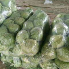 博爱河南张联4月中甘21甘蓝